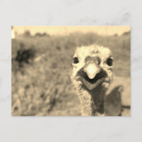 Oh... Bonjour ! -Carte postale