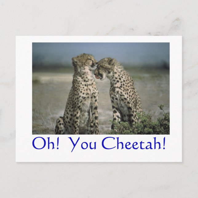 Carte Postale Oh!  Cheetah ! (Devant)