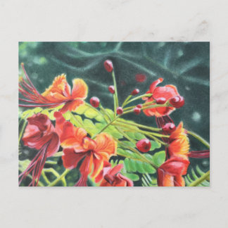 Carte Postale Ohai Alii