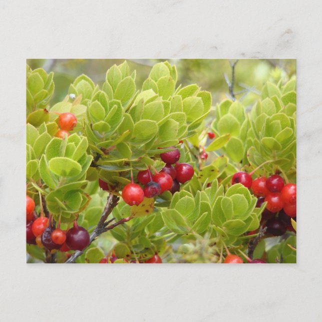 Carte Postale Ohelo Berries (Devant)