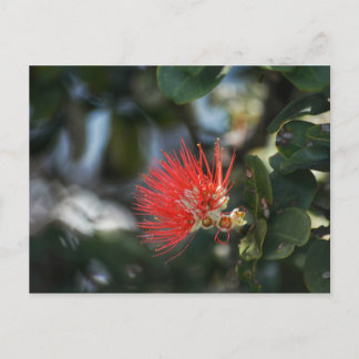 Carte Postale Ohia Lehua Blossom