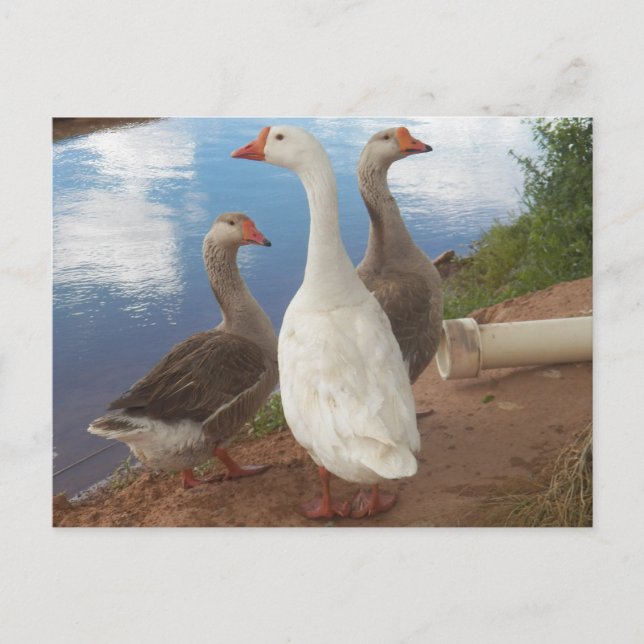 Carte Postale oie (Devant)