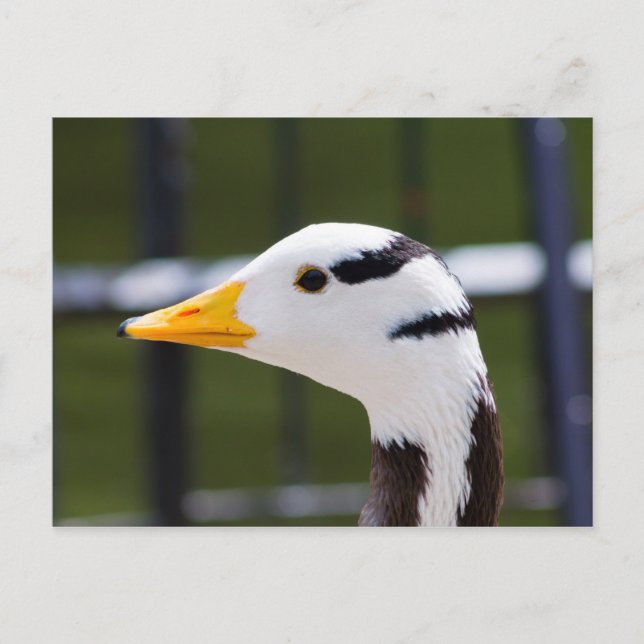 Carte Postale Oie à tête barrée (Devant)