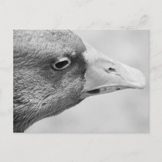 Carte Postale Oie BW (Devant)