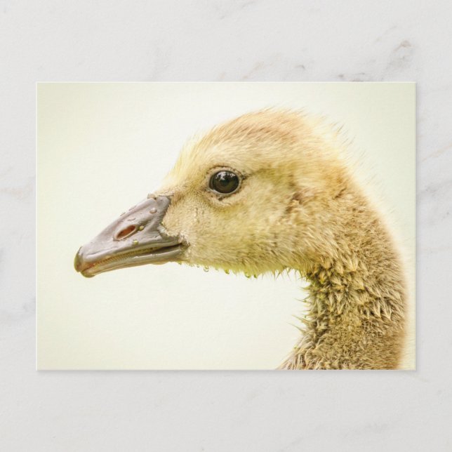Carte Postale Oie canadienne (Gosling) (Devant)