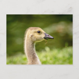 Carte Postale Oie canadienne (Gosling)