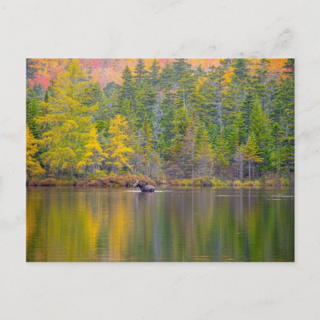 Carte Postale Oie dans le lac (Devant)