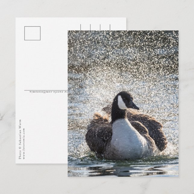 Carte Postale Oie de baignade Nature Photo (Devant / Derrière)