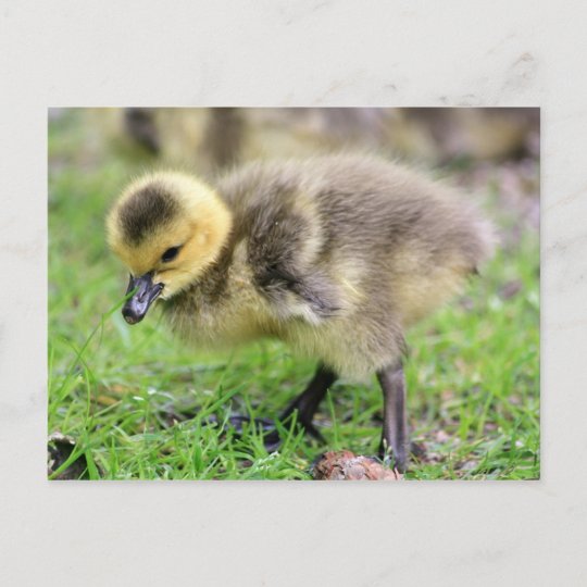 Carte Postale Oie De Bebe Zazzle Fr