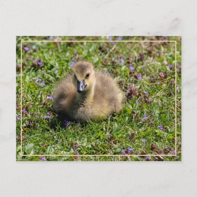 Carte Postale Oie de bébé (Gosling) (Devant)