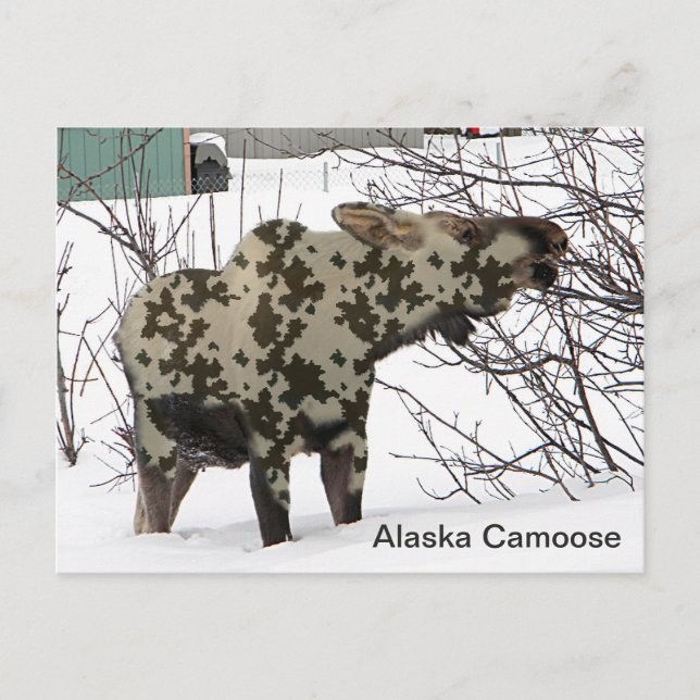 Carte Postale Oie de camouflage (Camoose) (Devant)