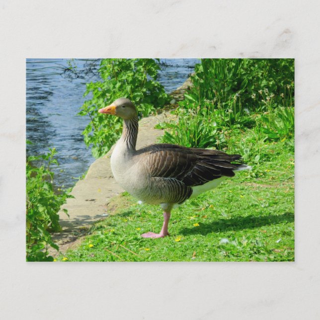 Carte Postale Oie de Greylag (Devant)