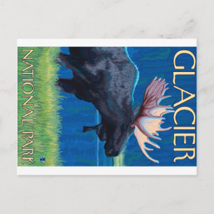 Carte Postale Oie de nuit - Parc national des Glaciers, MT