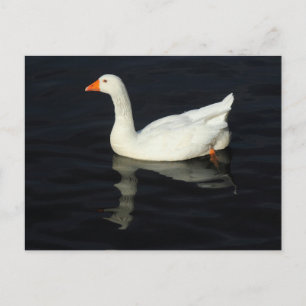 Carte Postale Oie d'Emden ensoleillée