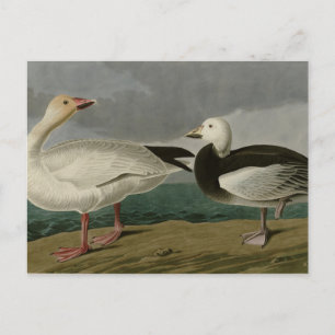 Carte Postale Oie des neiges des oiseaux d'Amérique d'Audubon