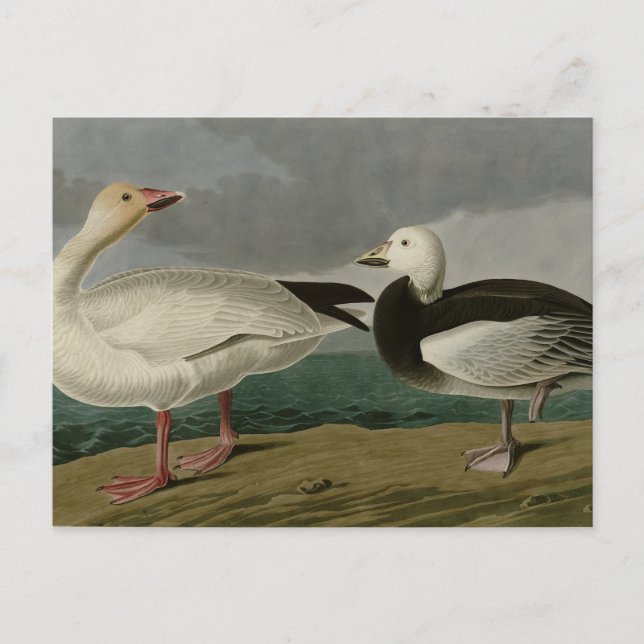 Carte Postale Oie des neiges des oiseaux d'Amérique d'Audubon (Devant)