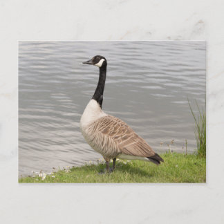 Carte Postale Oie du Canada