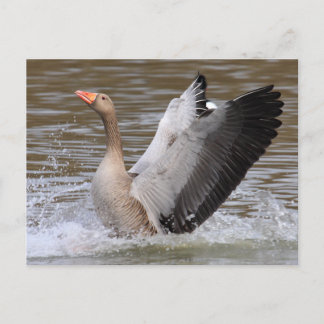 Carte Postale Oie du laitier