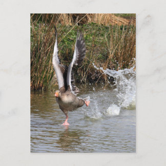Carte Postale Oie du laitier