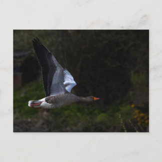 Carte Postale Oie du laitier