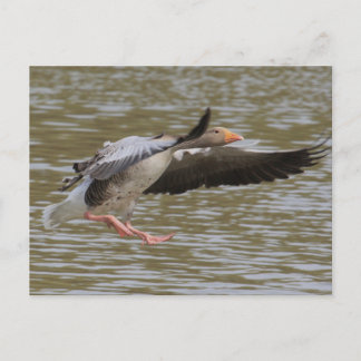 Carte Postale Oie du laitier