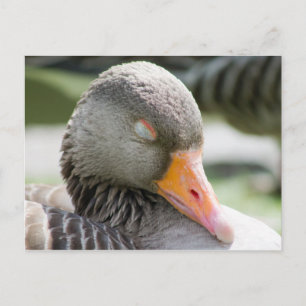 Carte Postale Oie endormie