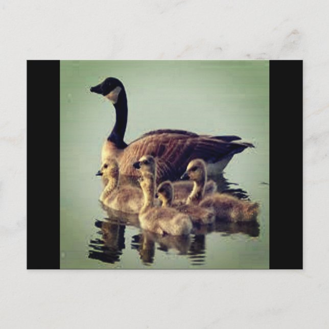 Carte postale Oie et bébés (Devant)