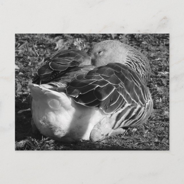Carte Postale Oie gris dorée (noir et blanc) (Devant)