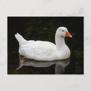 Carte Postale Oie tchèque. Lac Roath Park, Cardiff, Pays de Gall