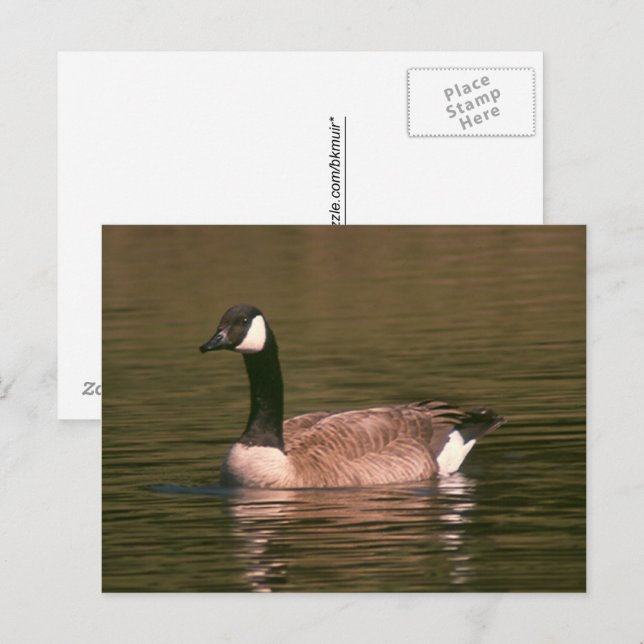 Carte postale - Oie tranquille (Devant / Derrière)