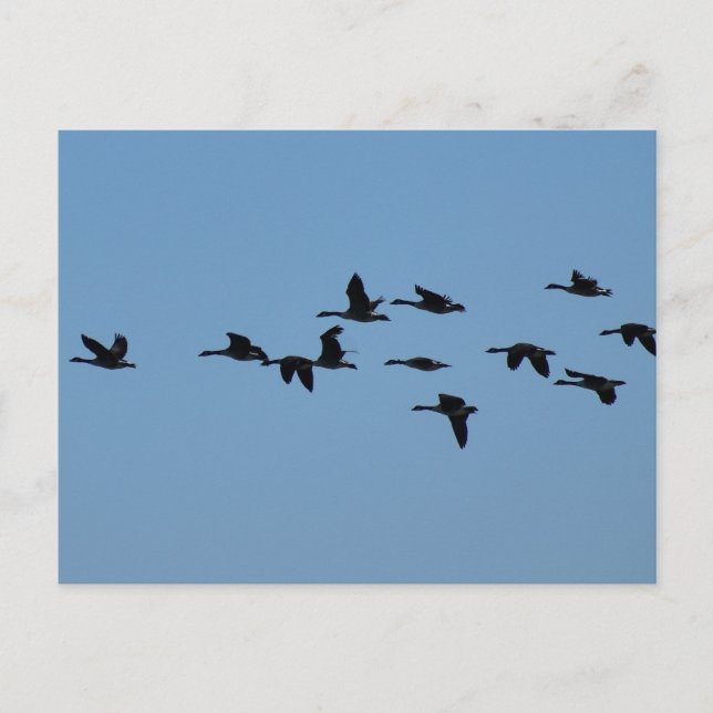 Carte Postale Oies  (Devant)