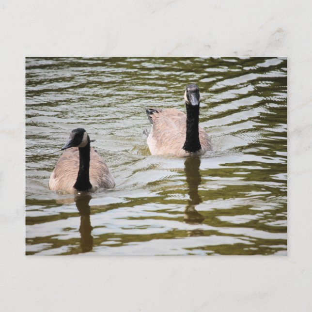 Carte Postale Oies (Devant)