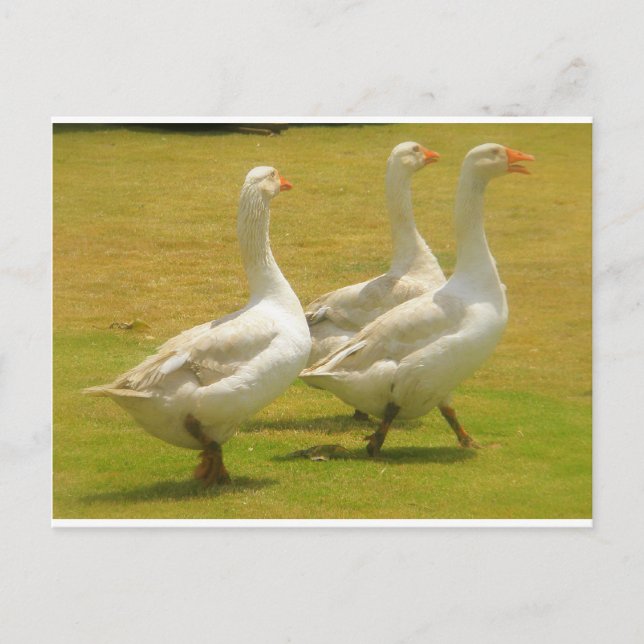 Carte Postale oies (Devant)