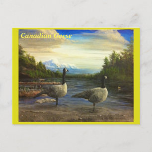 Carte Postale Oies canadiennes au lac Beaver. -carte postale