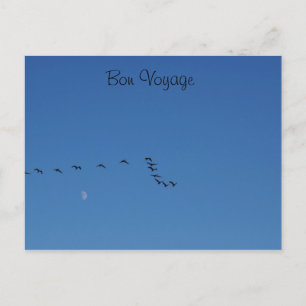 Carte Postale Oies canadiennes en vol