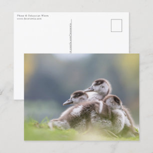 Carte Postale Oies, Chicks Nature Photo