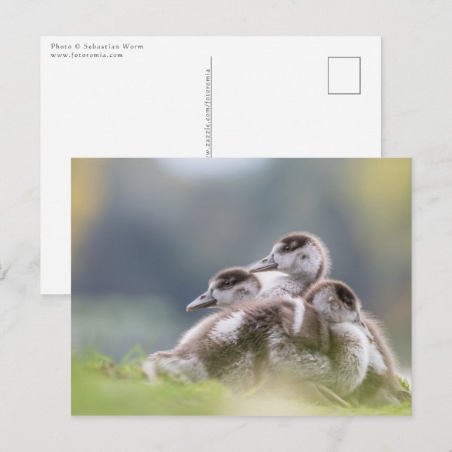 Carte Postale Oies, Chicks Nature Photo (Devant / Derrière)