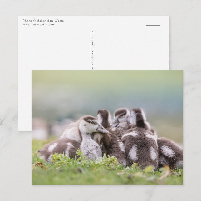 Carte Postale Oies, Chicks Nature Photo (Devant / Derrière)