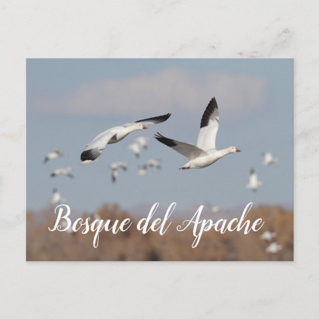 Carte Postale Oies dans le ciel du Bosque del Apache (Devant)