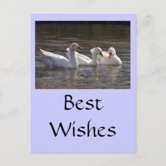 Carte Postale Oies dans l'étang aux canards