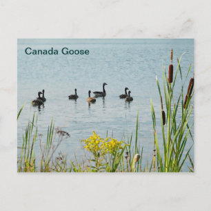 Carte Postale Oies Et Cattons Du Canada