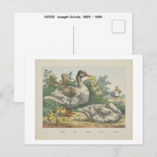 Carte Postale OIES Joseph Scholz, 1829 - 1880