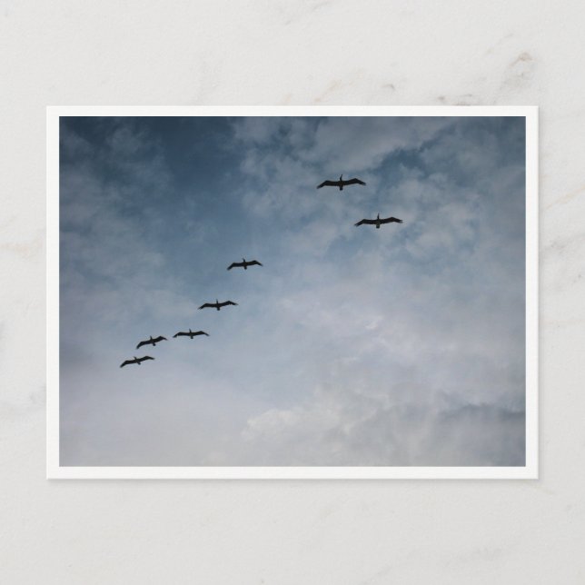 Carte Postale Oies Migratrices en Formation en V (Devant)
