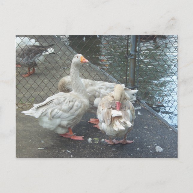 Carte Postale Oies préexistantes (Devant)