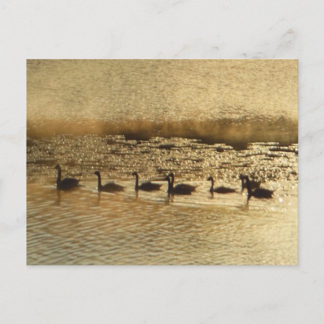 Carte Postale Oies sur Golden Pond (Devant)
