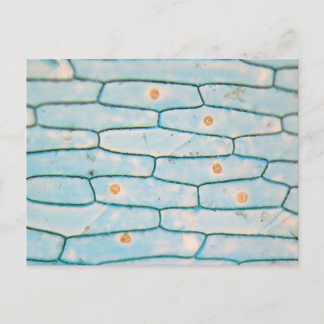 Carte Postale Oignon au microscope (Devant)