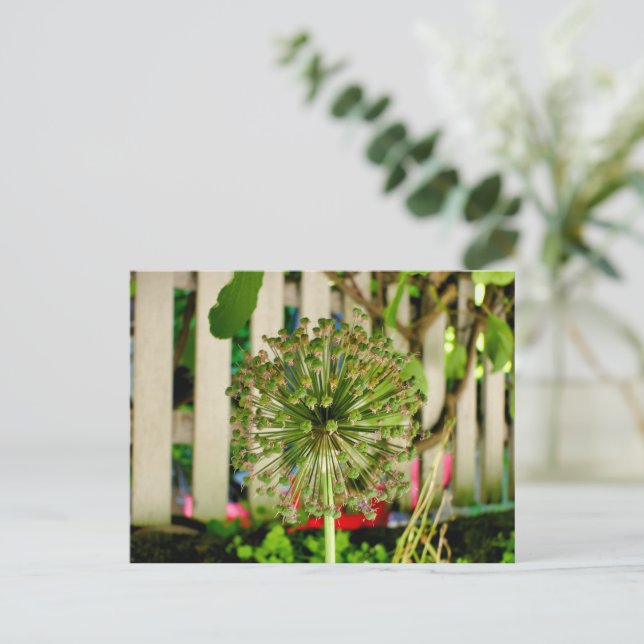 Carte Postale Oignon ornemental (Debout devant)