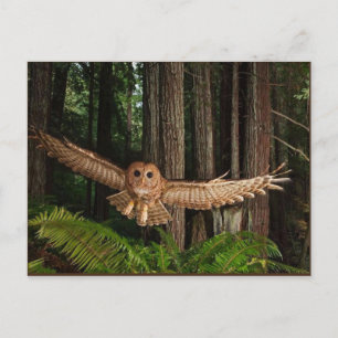 Carte Postale oignons