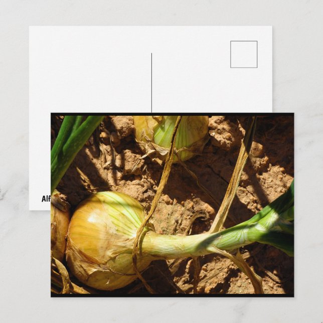 Carte Postale Oignons à la récolte (Devant / Derrière)