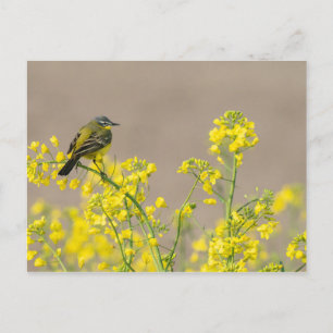 Carte Postale Oiseau